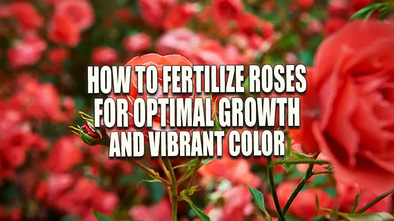 How to Fertilize Roses for Optimal Growth and Vibrant Color