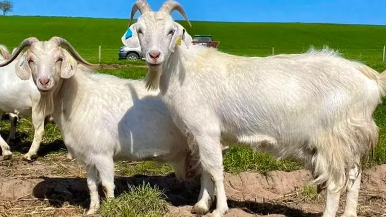Saanen Goat