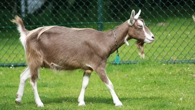 Toggenburg Goat