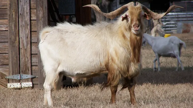 Kiko Goat