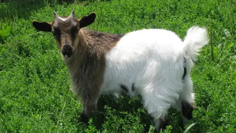 Fainting Goat