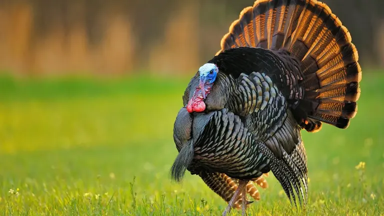 Eastern Wild Turkey