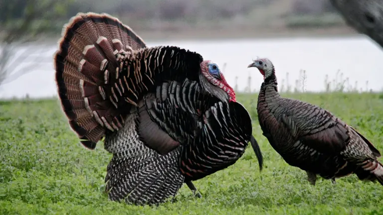 Rio Grande Wild Turkey