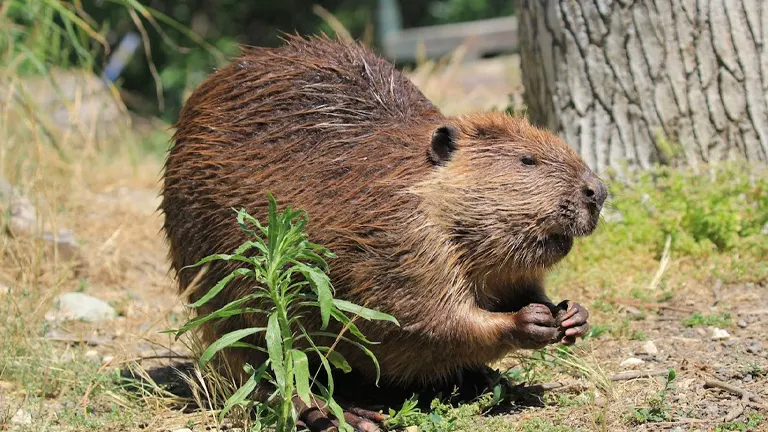 North American Beaver