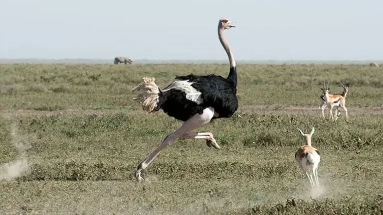 Common Ostrich