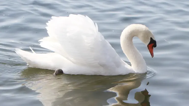 Mute Swan