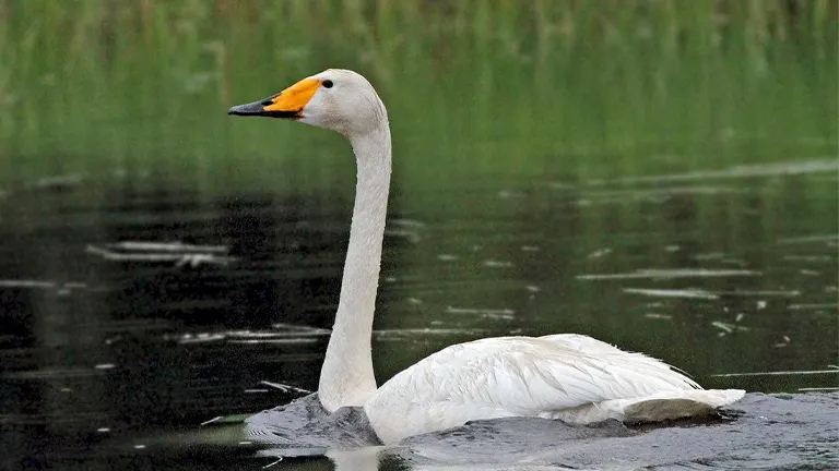 Whooper Swan