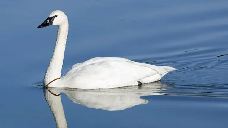 Trumpeter Swan