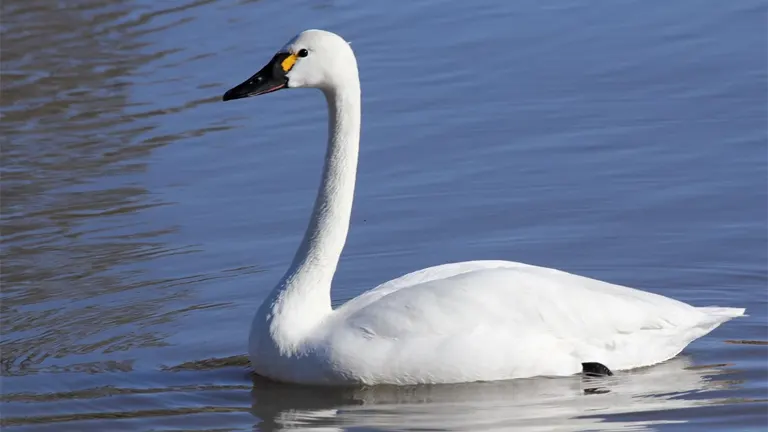 Tundra Swan