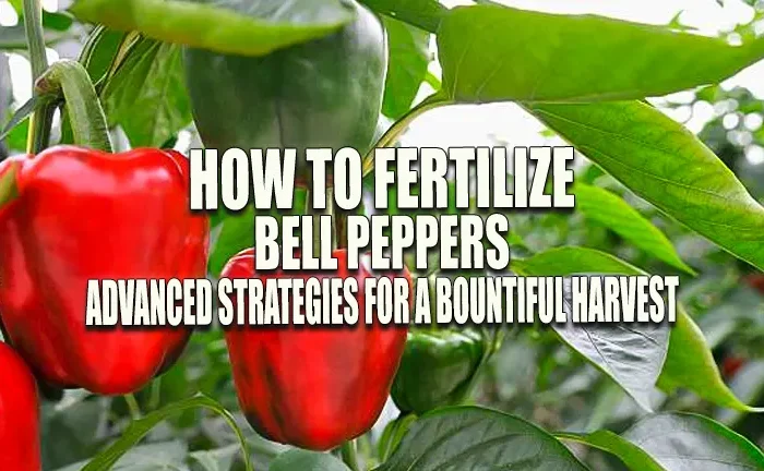 How to Fertilize Bell Peppers: Advanced Strategies for a Bountiful Harvest