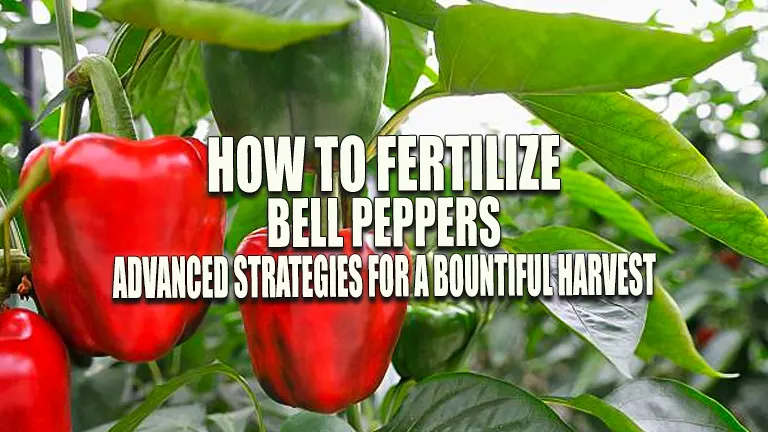 How to Fertilize Bell Peppers: Advanced Strategies for a Bountiful Harvest