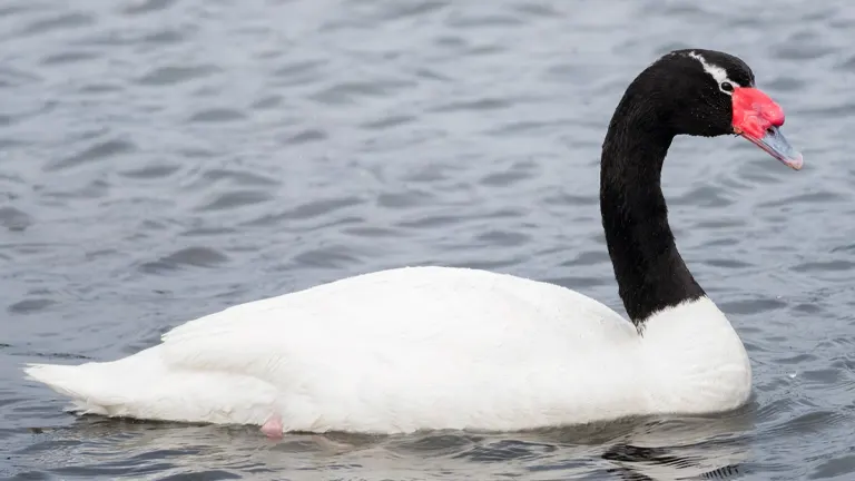 Black-necked Swan