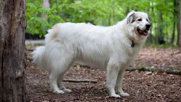 Great Pyrenees Dog