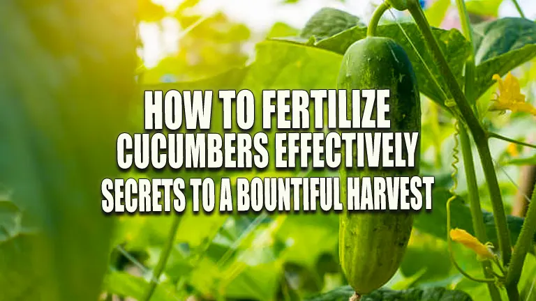 How To Fertilize Cucumbers Effectively Secrets To A Bountiful Harvest