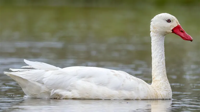 Coscoroba Swan