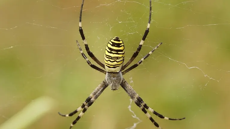 Orb-weaves Spider