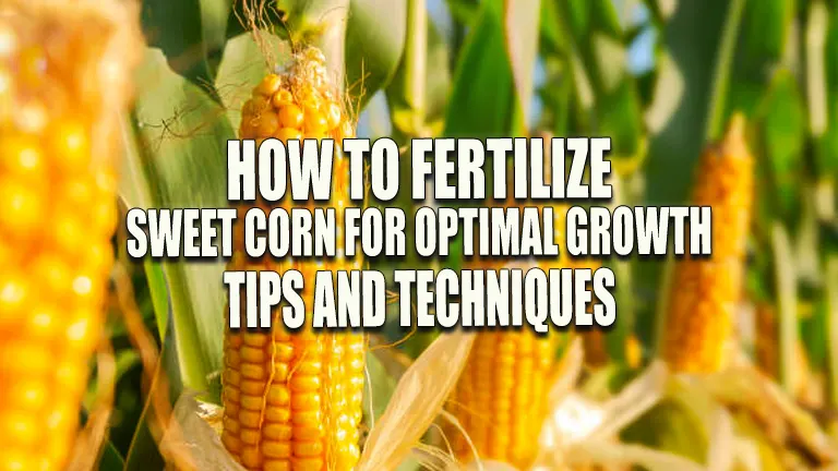 How to Fertilize Sweet Corn for Optimal Growth: Tips and Techniques ...