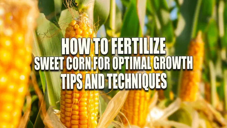 How to Fertilize Sweet Corn for Optimal Growth: Tips and Techniques