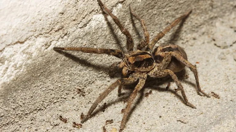 Wolf Spider