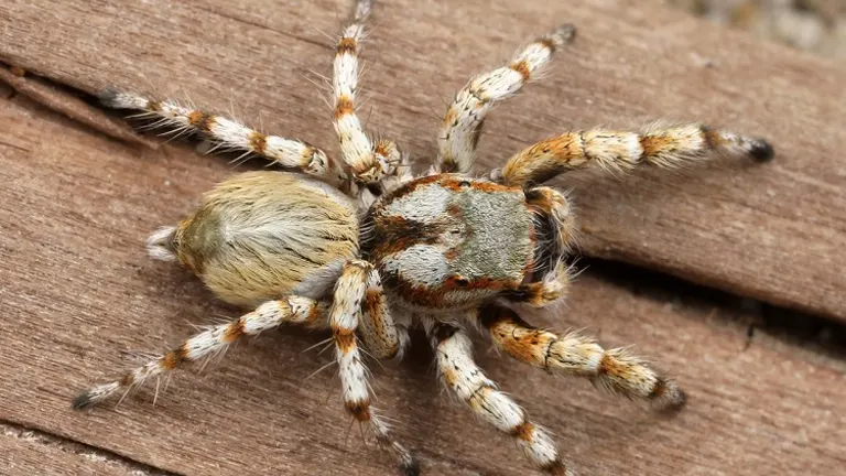 Jumping Spider