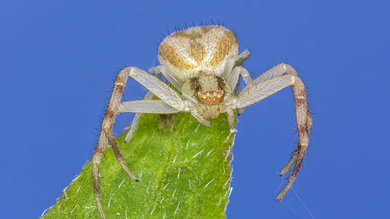 Crab Spiders