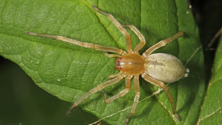 Sac Spider