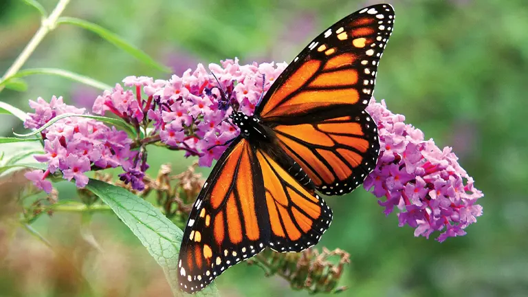 Monarch Butterfly