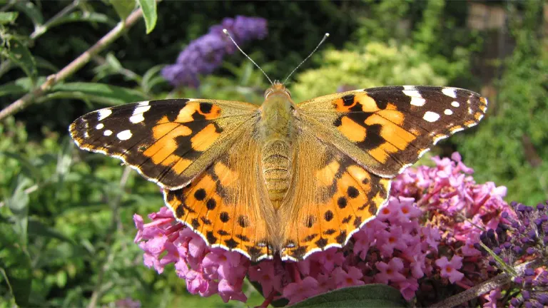 Painted Lady Butterfly