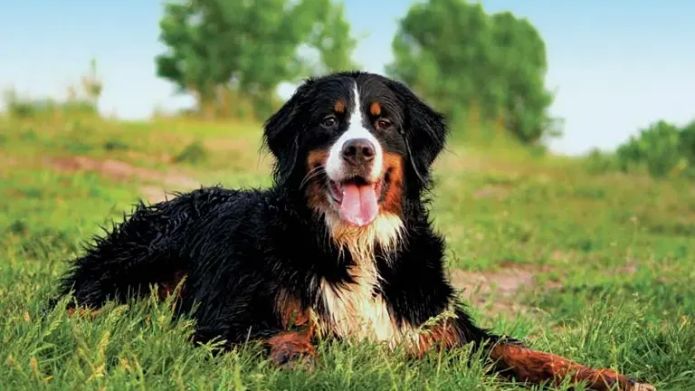 Bernese Mountain Dog