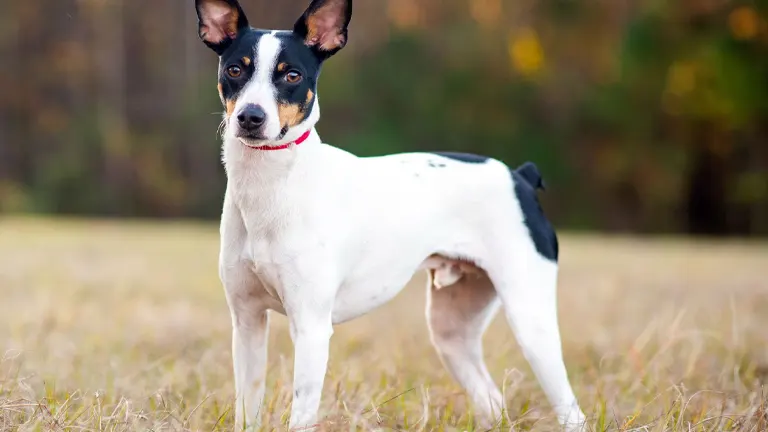 Rat Terrier Dog