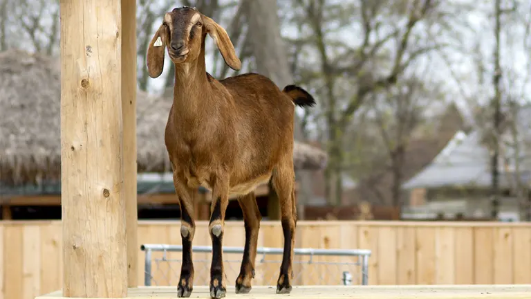 Nubian Goat