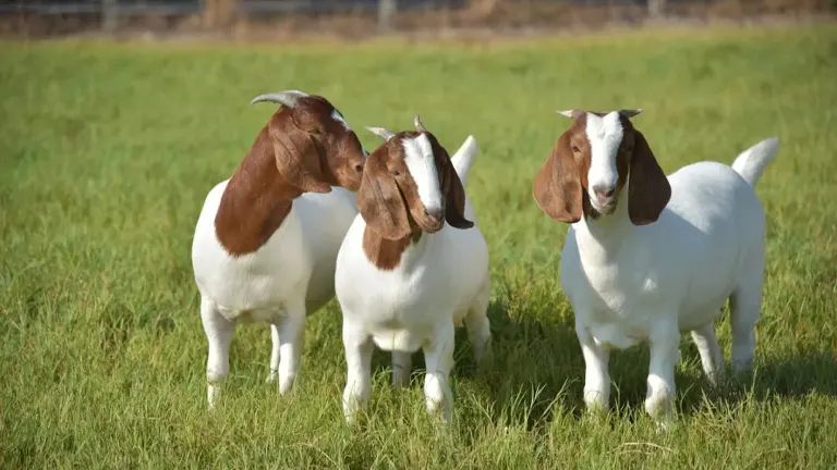 Boer Goat