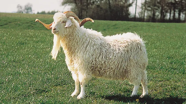 Angora Goat