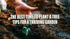 The Best Time to Plant a Tree: Tips for a Thriving Garden
