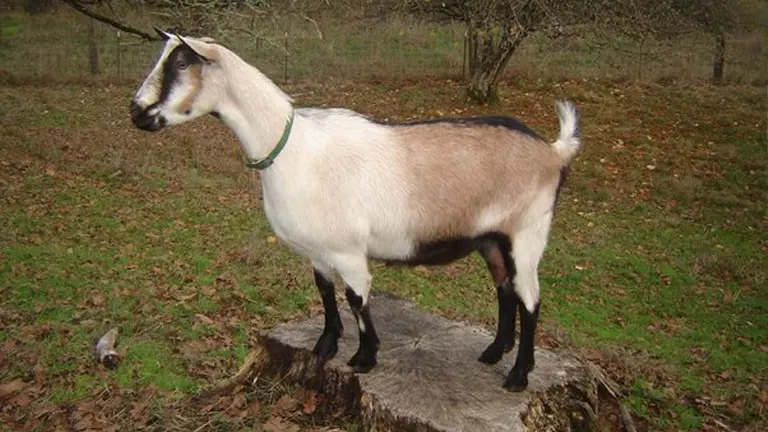 La Mancha Goat