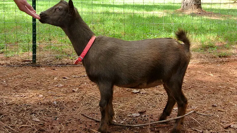 Nigerian Dwarf Goat