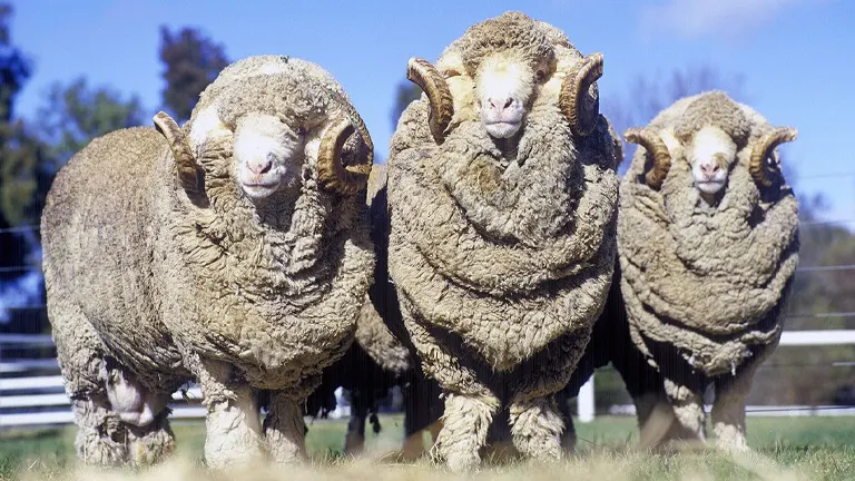 Merino Sheep