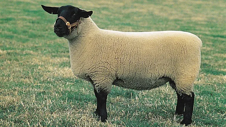 Suffolk Sheep