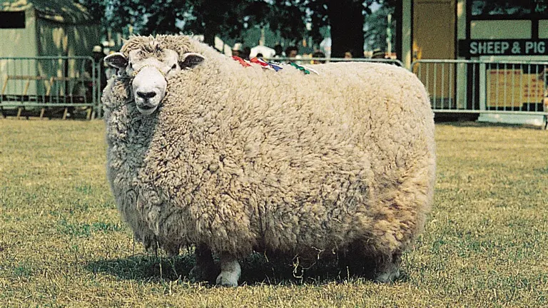 Romney Sheep