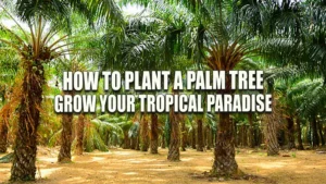 How to Plant a Palm Tree: Grow Your Tropical Paradise