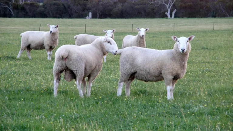 Border Leicester Sheep