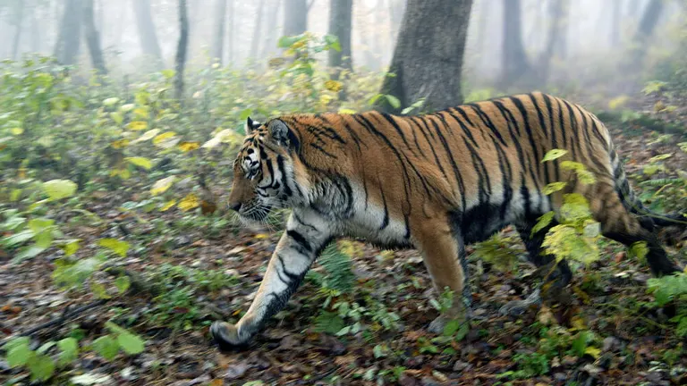 Amur Tiger