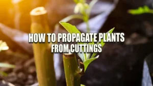 How to Propagate Plants From Cuttings