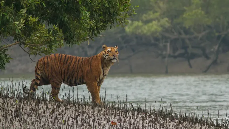 Bengal Tiger