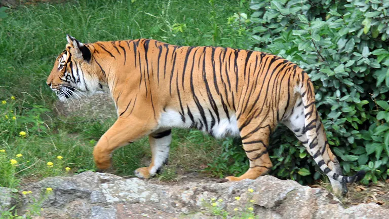 Indochinese Tiger