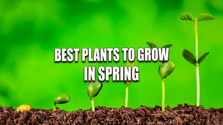 Best Plants to Grow in Spring