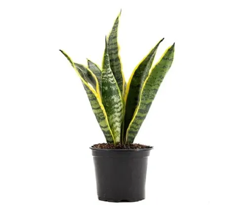 Best Office Plants - Forestry.com