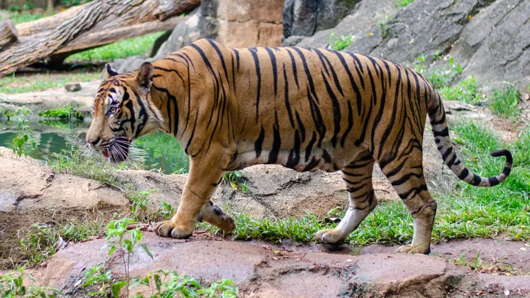 Malayan Tiger