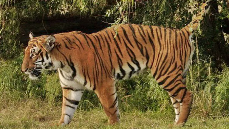 South China Tiger