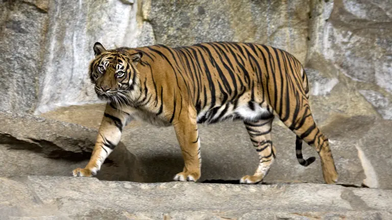 Sumatran Tiger